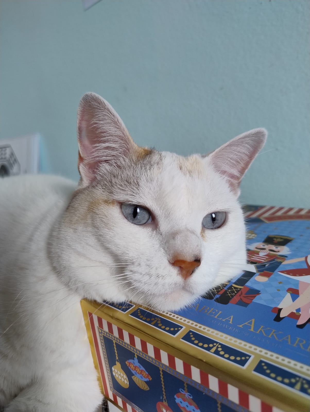 Gatinha hóspede na Hora de Passeio, hospedagem familiar para gatos em São Paulo