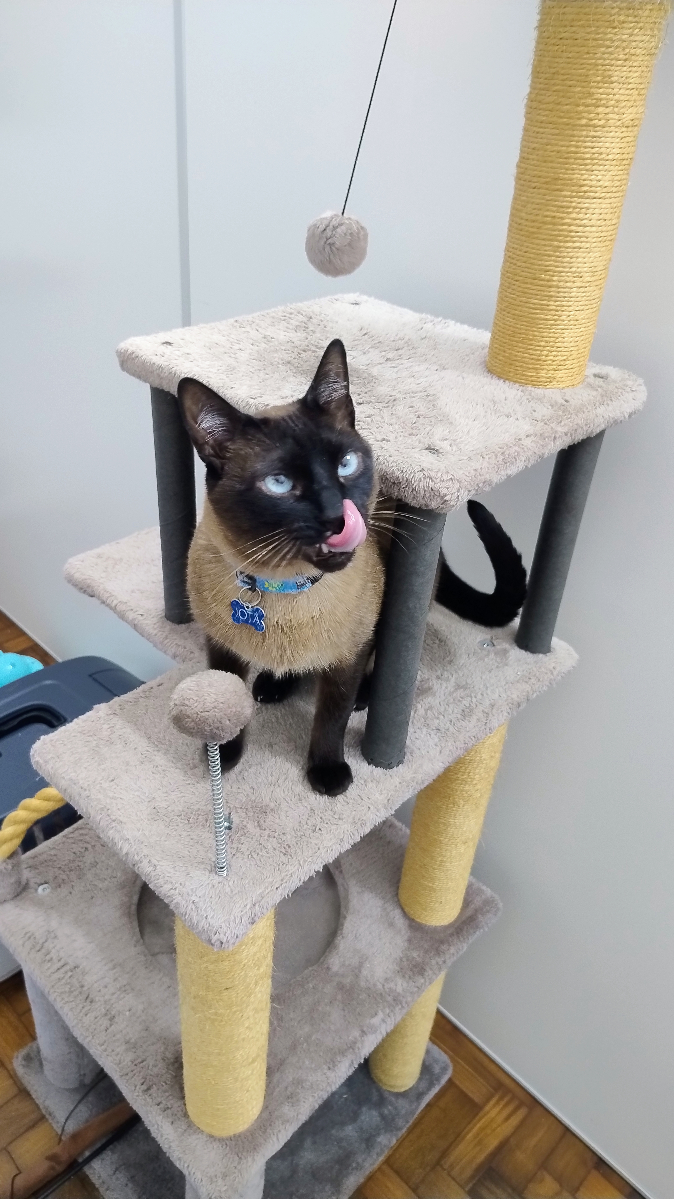 Jota, hóspede feliz da Hora de Passeio