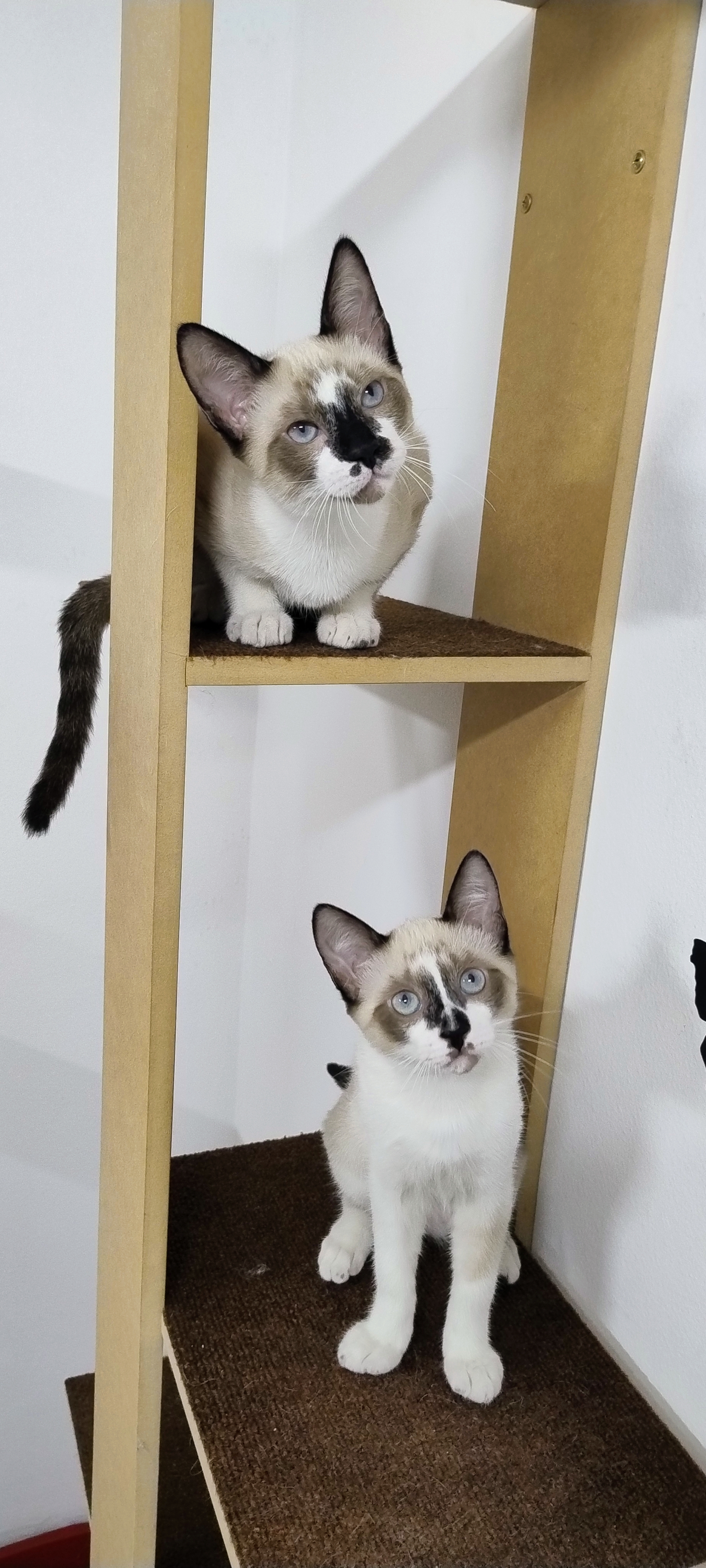 Kit e Kat, hóspedes felizes da Hora de Passeio