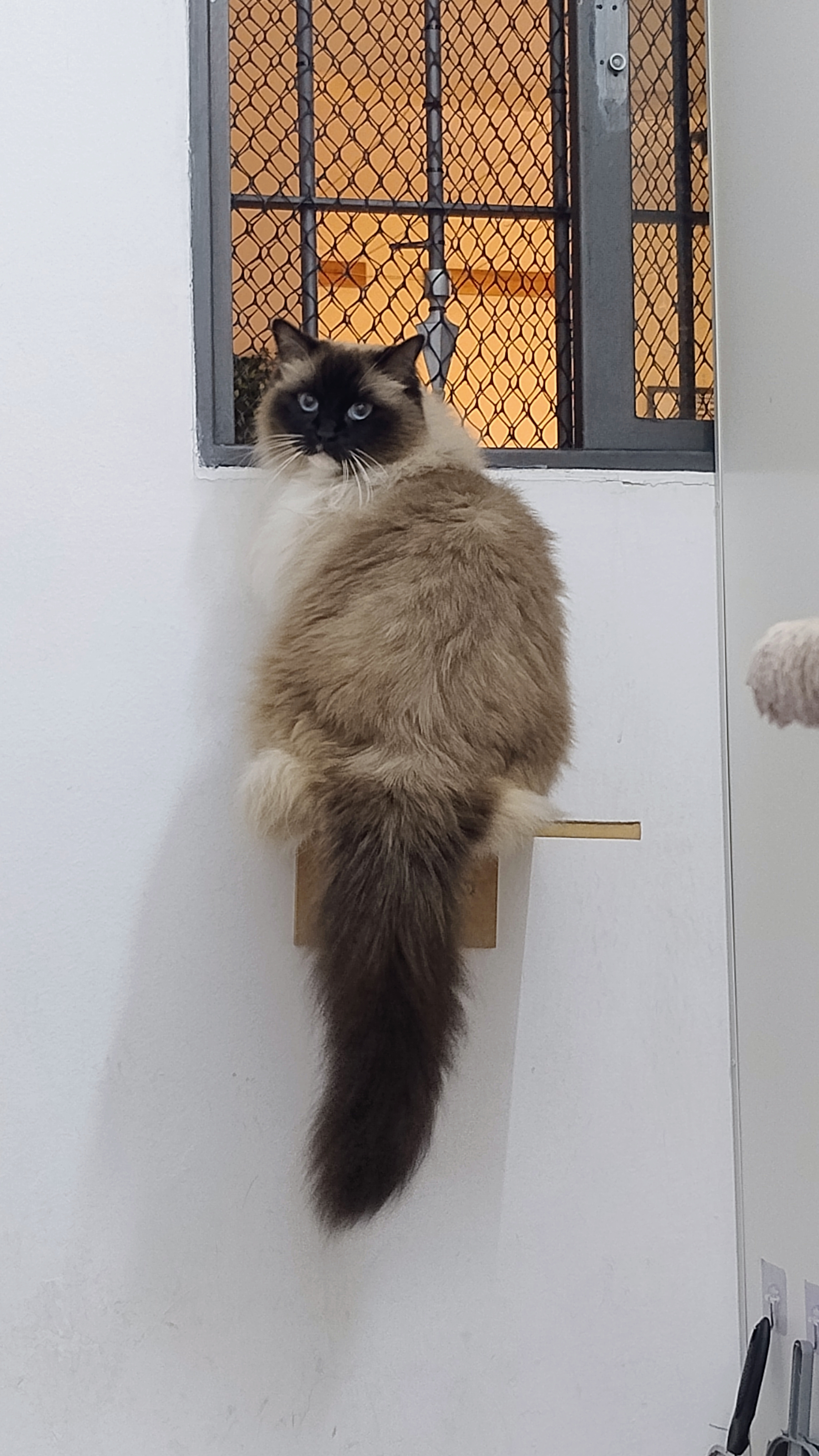Zelda, hóspede feliz da Hora de Passeio